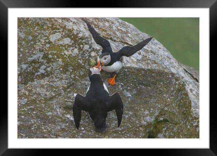 Puffins Framed Mounted Print by Thomas Schaeffer