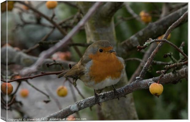 Perched on a Branch of a Crab Apple Tree, a Robin Redbreast. Canvas Print by Steve Gill