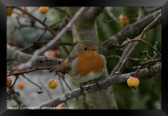 Perched on a Branch of a Crab Apple Tree, a Robin Redbreast. Framed Print by Steve Gill