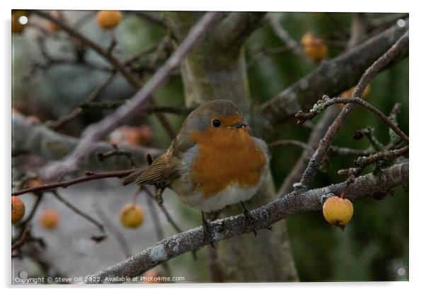 Perched on a Branch of a Crab Apple Tree, a Robin Redbreast. Acrylic by Steve Gill