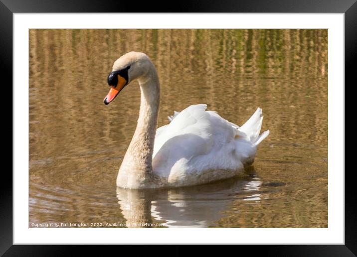 Beautiful Swan Framed Mounted Print by Phil Longfoot