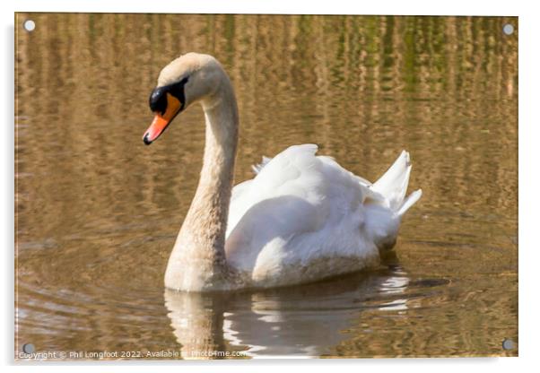 Beautiful Swan Acrylic by Phil Longfoot