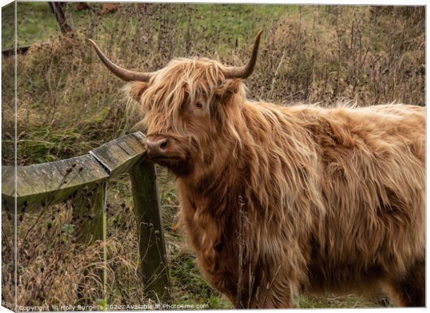 Enchanting Highland Cow in Derbyshire Canvas Print by Holly Burgess