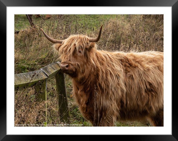 Enchanting Highland Cow in Derbyshire Framed Mounted Print by Holly Burgess