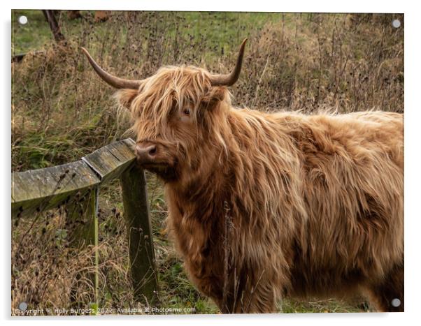 Enchanting Highland Cow in Derbyshire Acrylic by Holly Burgess