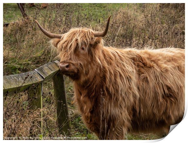 Enchanting Highland Cow in Derbyshire Print by Holly Burgess