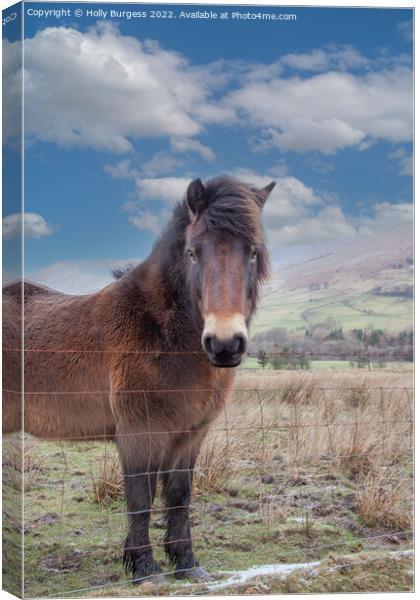 Solitary Equine in Snowy Derbyshire Landscape Canvas Print by Holly Burgess