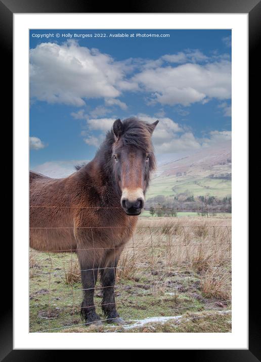 Solitary Equine in Snowy Derbyshire Landscape Framed Mounted Print by Holly Burgess
