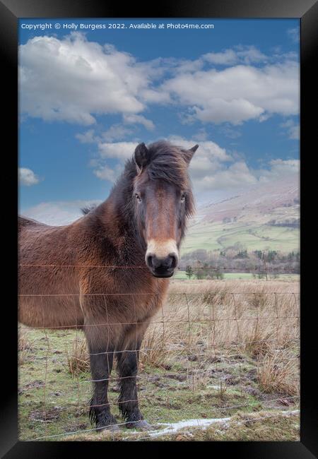 Solitary Equine in Snowy Derbyshire Landscape Framed Print by Holly Burgess