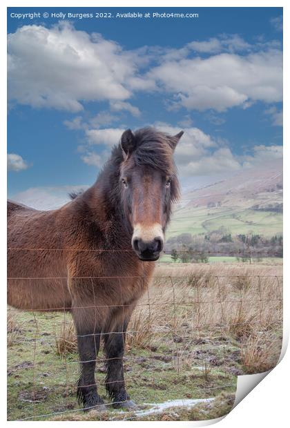 Solitary Equine in Snowy Derbyshire Landscape Print by Holly Burgess