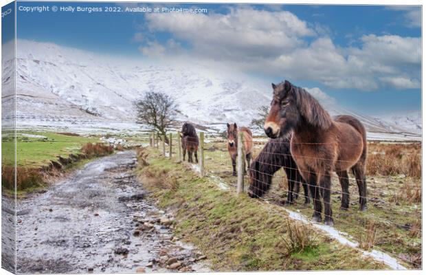 'Whispering Winter: Derbyshire Ponies' Canvas Print by Holly Burgess