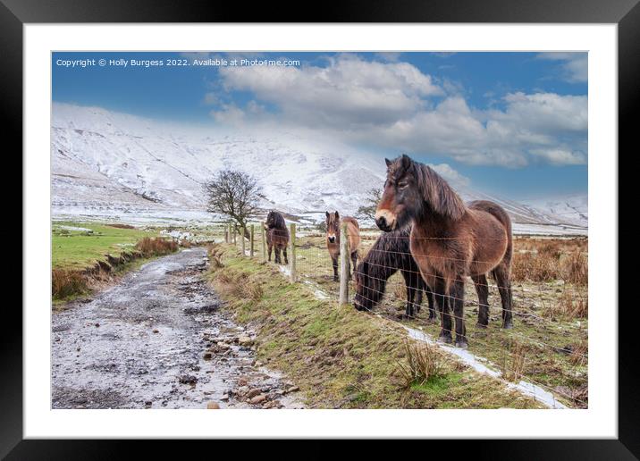 'Whispering Winter: Derbyshire Ponies' Framed Mounted Print by Holly Burgess