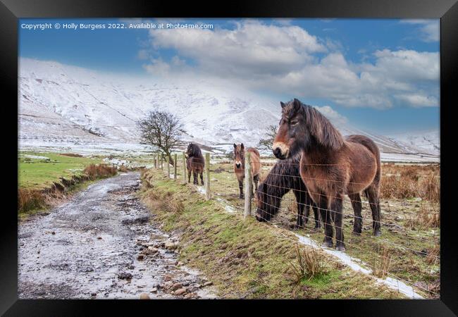 'Whispering Winter: Derbyshire Ponies' Framed Print by Holly Burgess