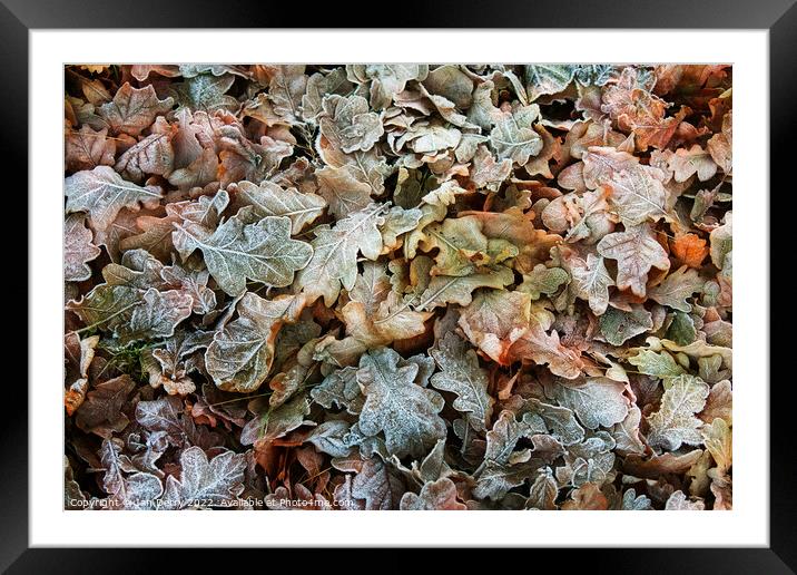 Frosty Winter Fallen Oak Leaves Framed Mounted Print by Ian Derry