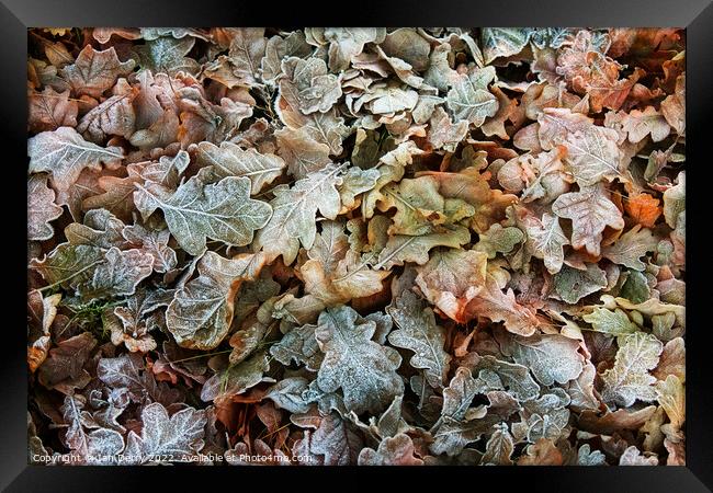 Frosty Winter Fallen Oak Leaves Framed Print by Ian Derry
