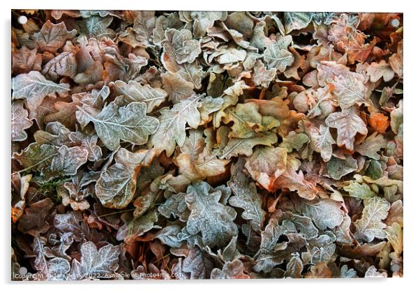 Frosty Winter Fallen Oak Leaves Acrylic by Ian Derry