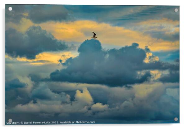 Bird flying over stormy clouds Acrylic by Daniel Ferreira-Leite
