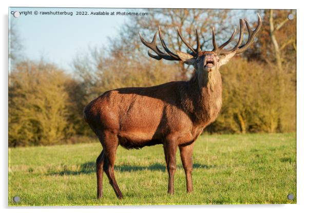 Bellowing Red Deer Stag  Acrylic by rawshutterbug 