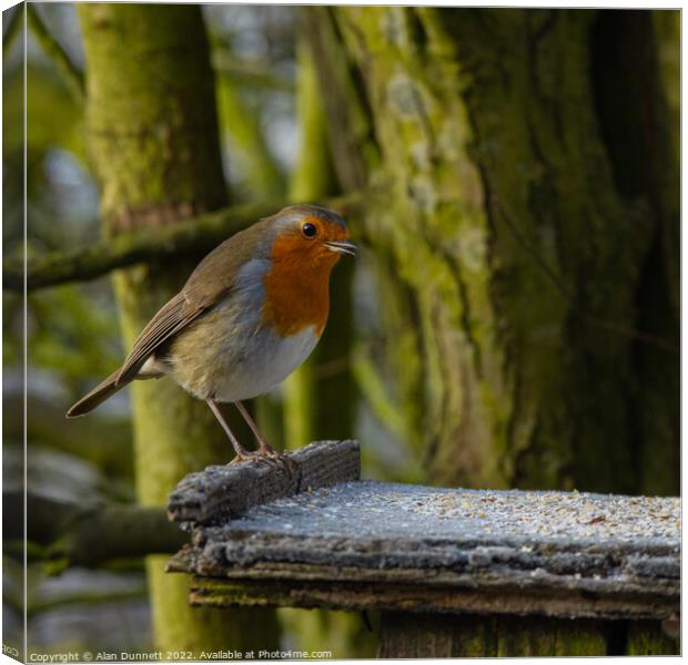 Hungry Robin Canvas Print by Alan Dunnett