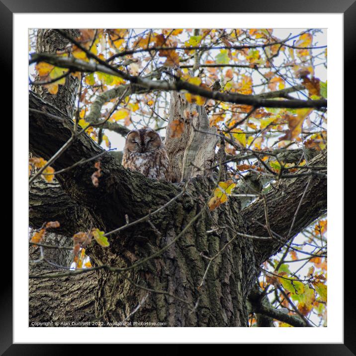 Tawney Owl Framed Mounted Print by Alan Dunnett