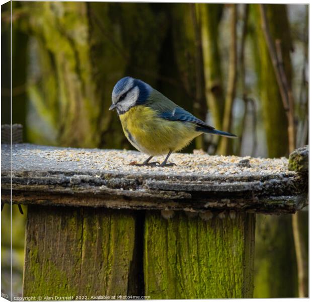 Bluetit at the table Canvas Print by Alan Dunnett