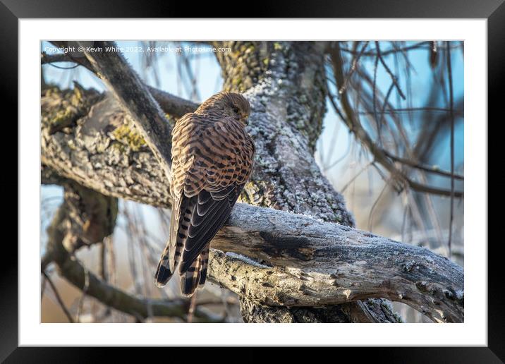 Female Kestrel braving the frost Framed Mounted Print by Kevin White