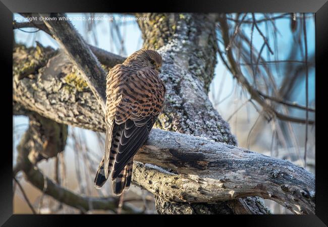 Female Kestrel braving the frost Framed Print by Kevin White