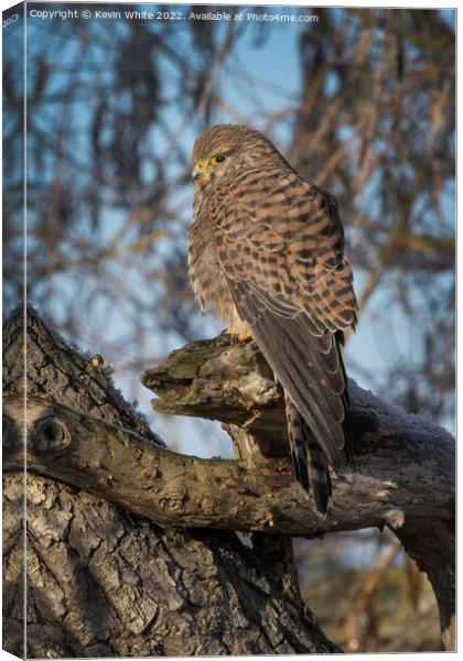 Kestrel in the morning sun Canvas Print by Kevin White