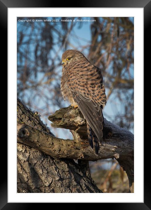 Kestrel in the morning sun Framed Mounted Print by Kevin White