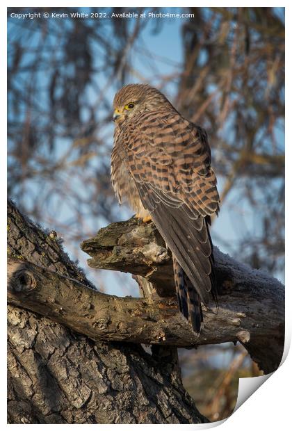 Kestrel in the morning sun Print by Kevin White