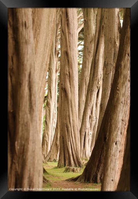 Tree line Framed Print by Susan Southward