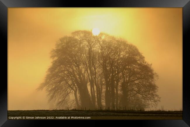 A tree in front of a sunset Framed Print by Simon Johnson