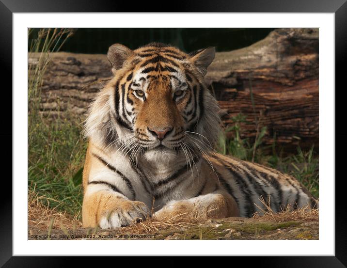 Bengal Tiger in Sunshine Framed Mounted Print by Sally Wallis