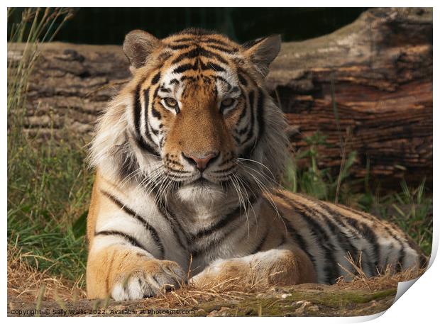 Bengal Tiger in Sunshine Print by Sally Wallis