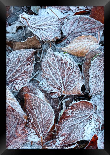 Frosted leaves  Framed Print by Simon Johnson