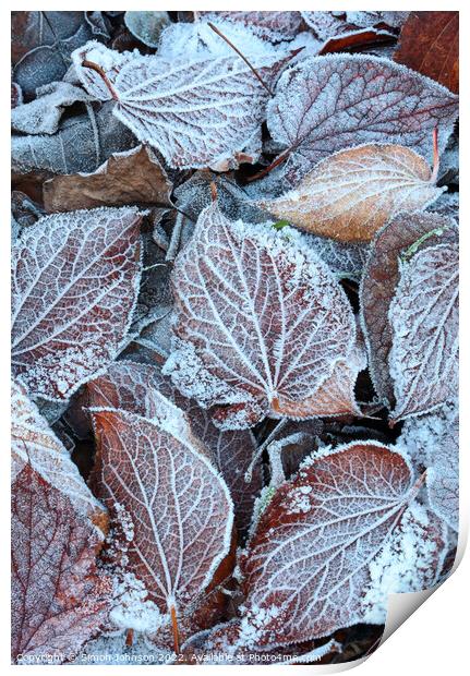 Frosted leaves  Print by Simon Johnson