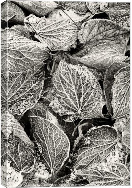 Frosted Leaves monochrome  Canvas Print by Simon Johnson