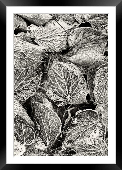 Frosted Leaves monochrome  Framed Mounted Print by Simon Johnson