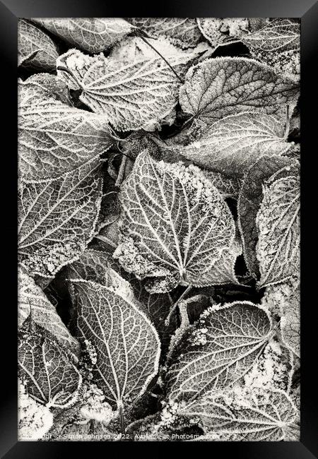 Frosted Leaves monochrome  Framed Print by Simon Johnson