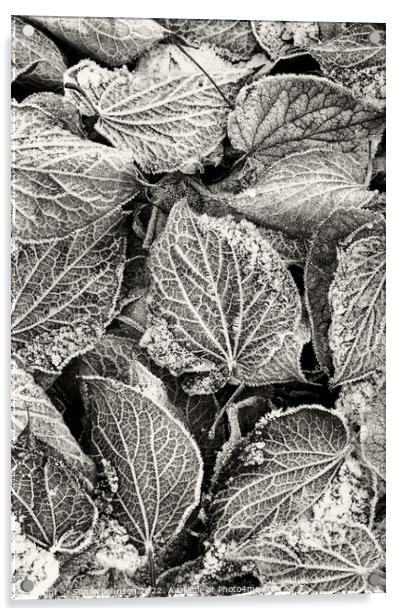 Frosted Leaves monochrome  Acrylic by Simon Johnson