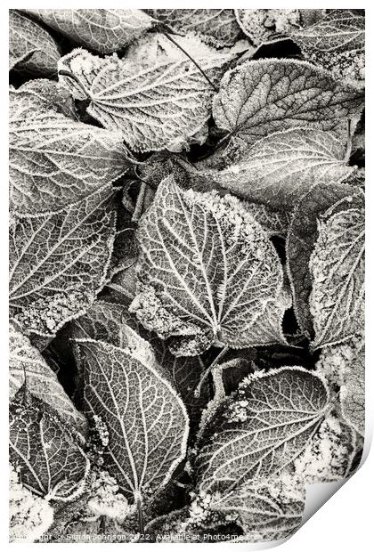 Frosted Leaves monochrome  Print by Simon Johnson
