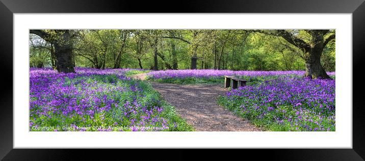  Bluebell Wood Wide Panoramic Framed Mounted Print by Diana Mower