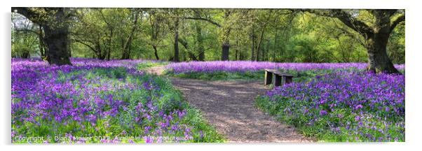  Bluebell Wood Wide Panoramic Acrylic by Diana Mower