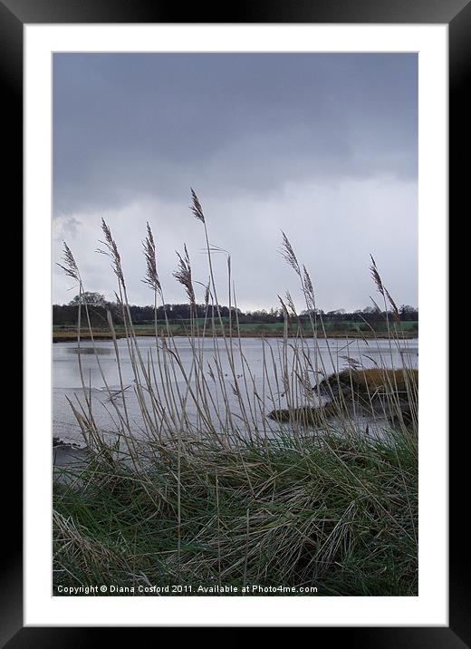 River marshes Framed Mounted Print by DEE- Diana Cosford