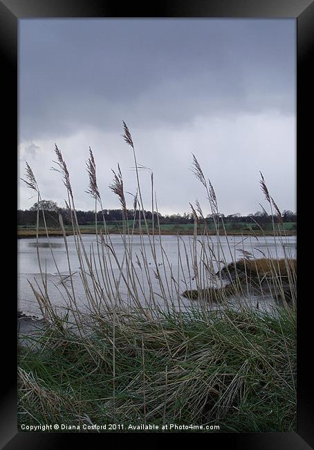 River marshes Framed Print by DEE- Diana Cosford