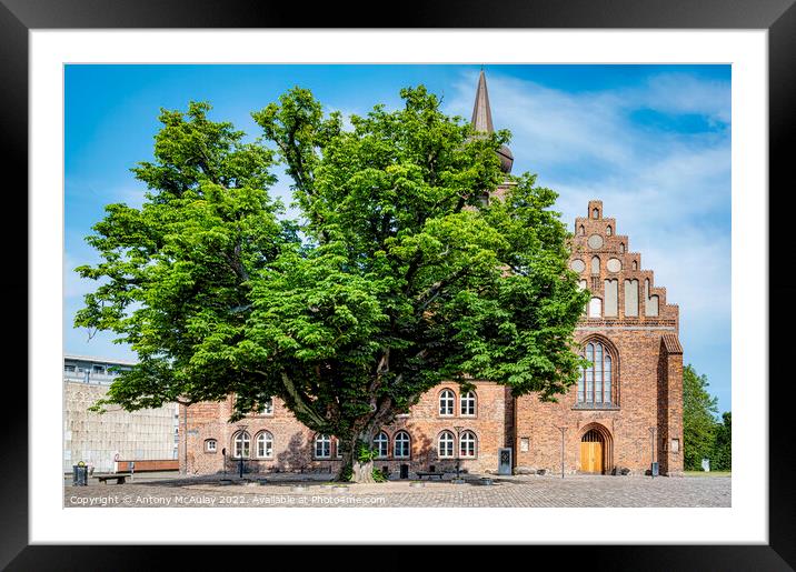 Nykobing Falster Church Courtyard Tree Framed Mounted Print by Antony McAulay
