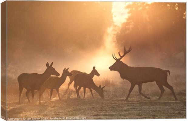 Rutting Red Deer at Sunrise Canvas Print by Ian Derry