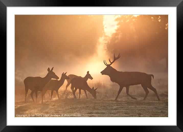 Rutting Red Deer at Sunrise Framed Mounted Print by Ian Derry