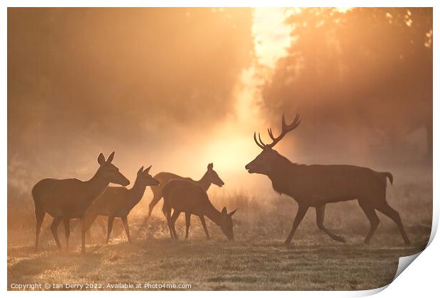 Rutting Red Deer at Sunrise Print by Ian Derry