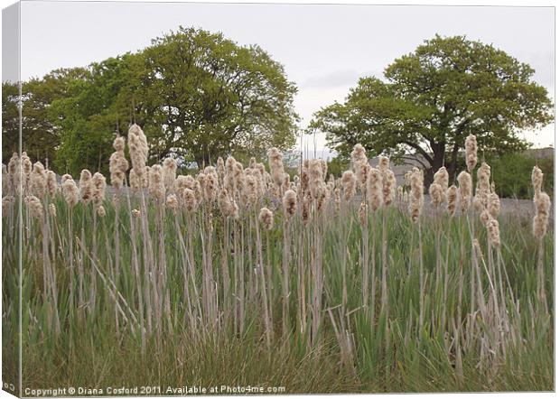 Rushes of a streambed, Bedfordshire Canvas Print by DEE- Diana Cosford